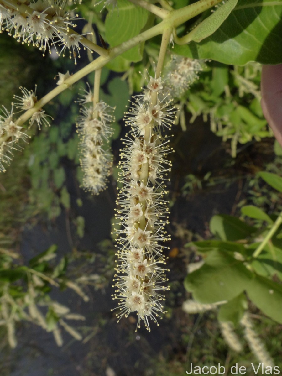 Terminalia arjuna (Roxb. ex DC.) Wight & Arn.